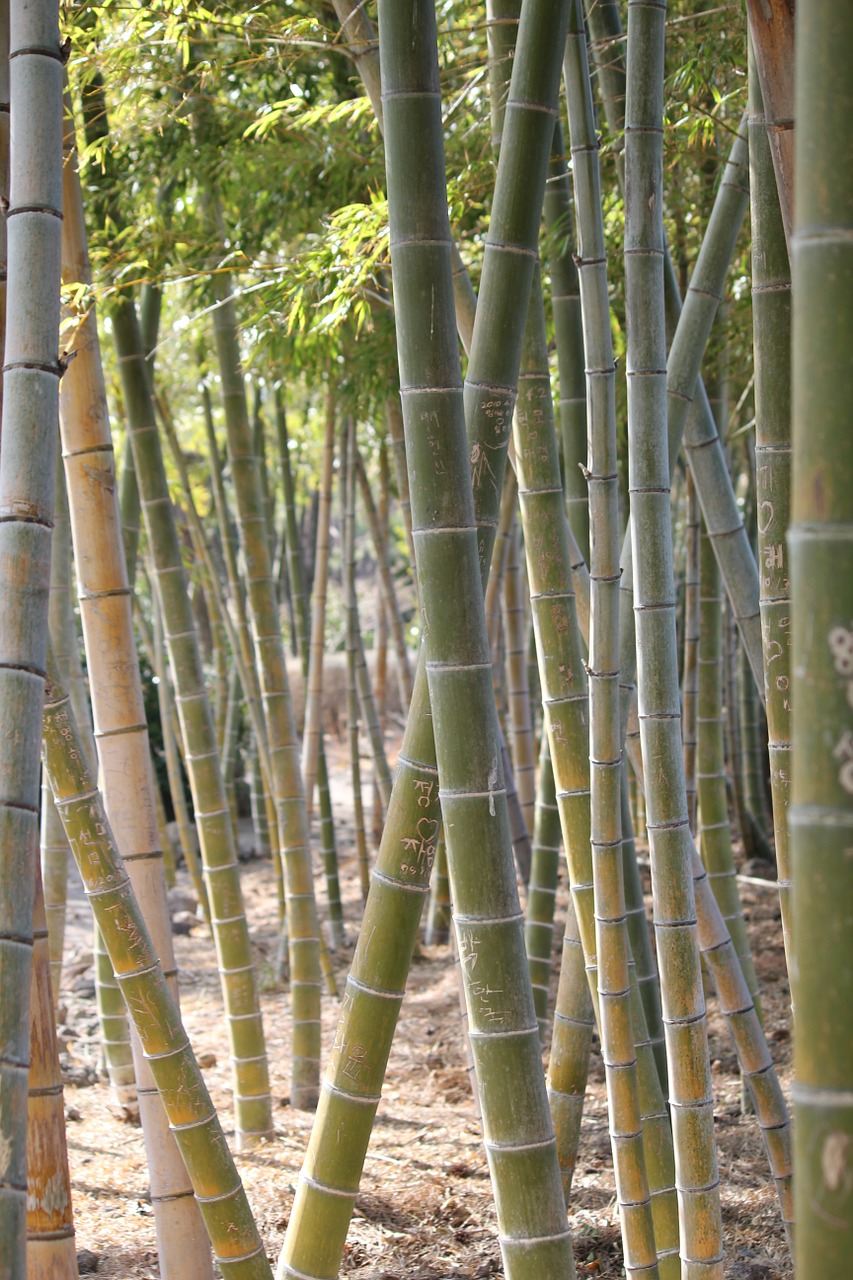 Bambukas, Geltonas Bambukas, Vs Gira , Nemokamos Nuotraukos,  Nemokama Licenzija