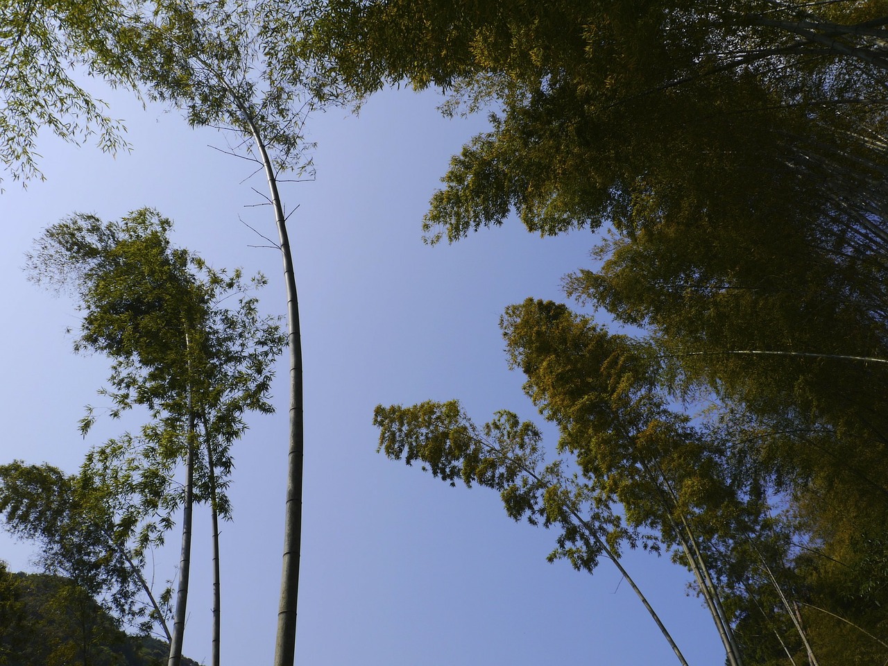 Bambukas, Dangus, Bambuko Miškas, Nemokamos Nuotraukos,  Nemokama Licenzija