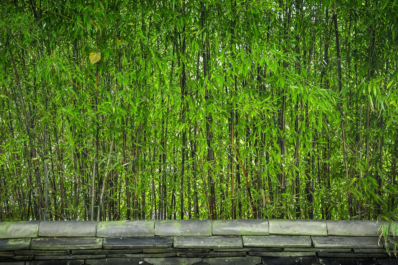 Bambukas, Mediena, Augalai, Gamta, Tiesi Linija, Lapai, Stogo Čerpė, Žalias, Miškas, Korėjos Respublika