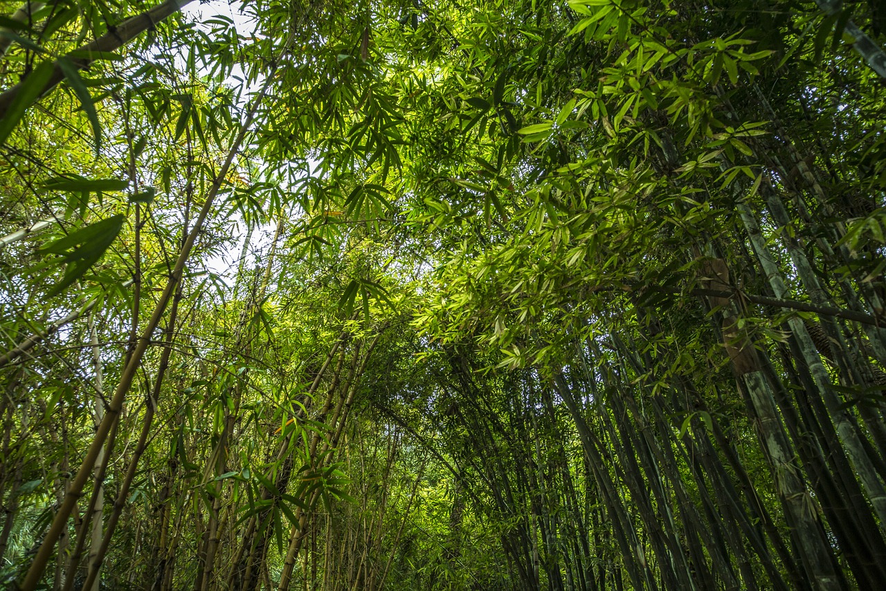 Bambukas, Miškas, Žalias, Augalas, Sodas, Lapai, Medžiai, Atsipalaidavimas, Bagažinė, Lapija