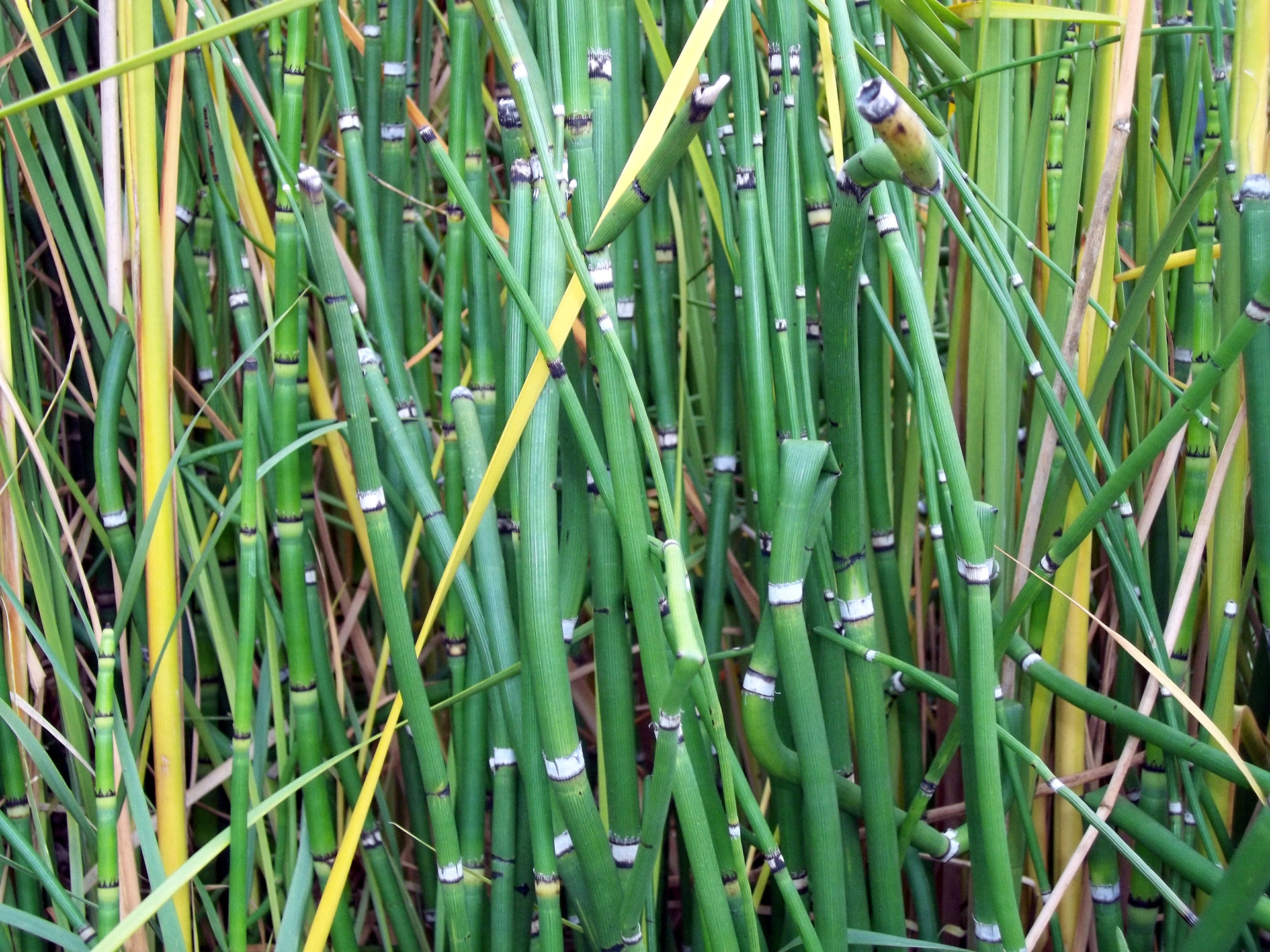 Bambukas,  Žalias,  Fonas,  Bambukas, Nemokamos Nuotraukos,  Nemokama Licenzija