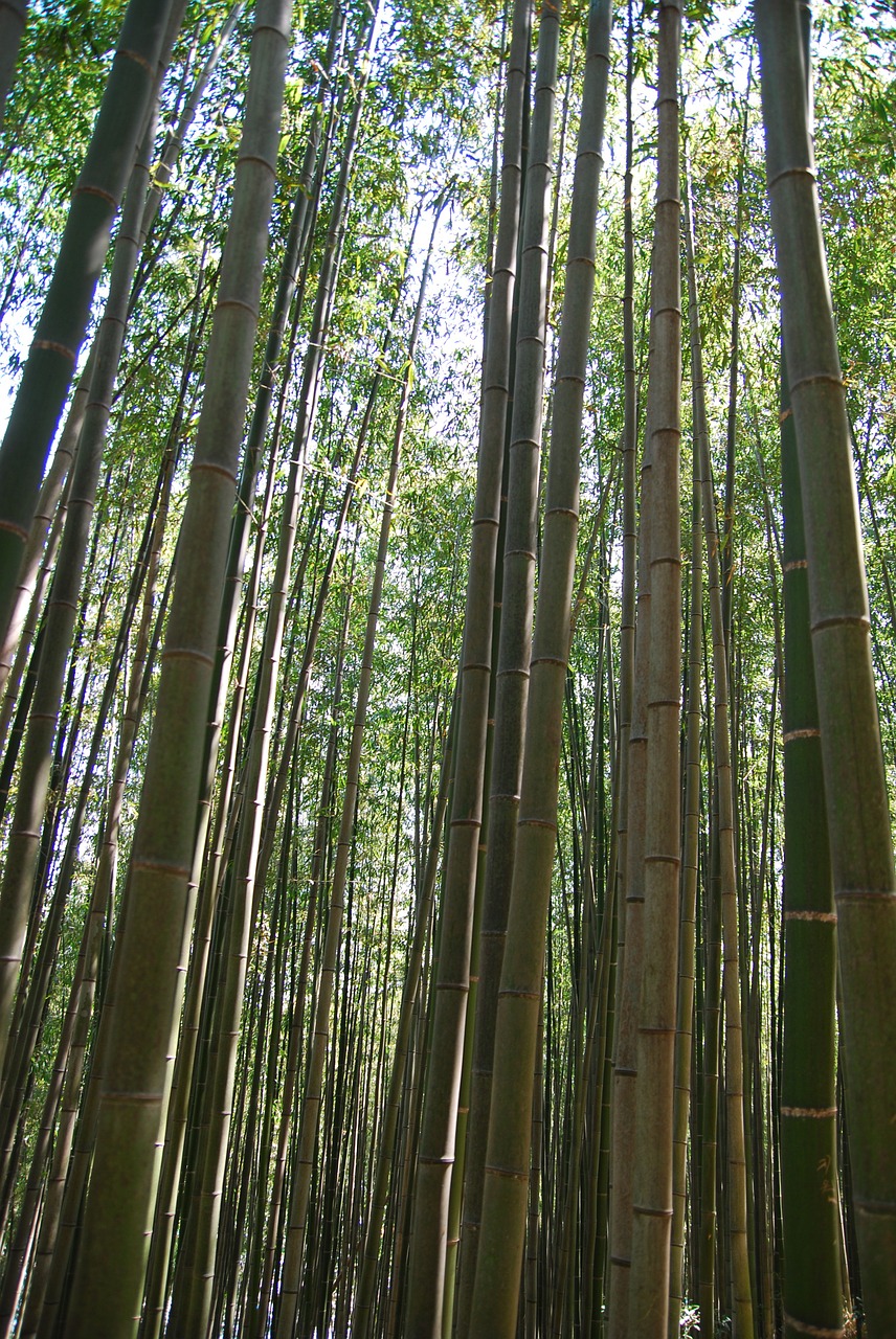 Bambukas, Gamta, Bambuko Miškas, Vs Gira Tiesi Linija, Tekstūra, Korėjos Respublika, Kraštovaizdis, Augalai, Pertrauka, Mediena