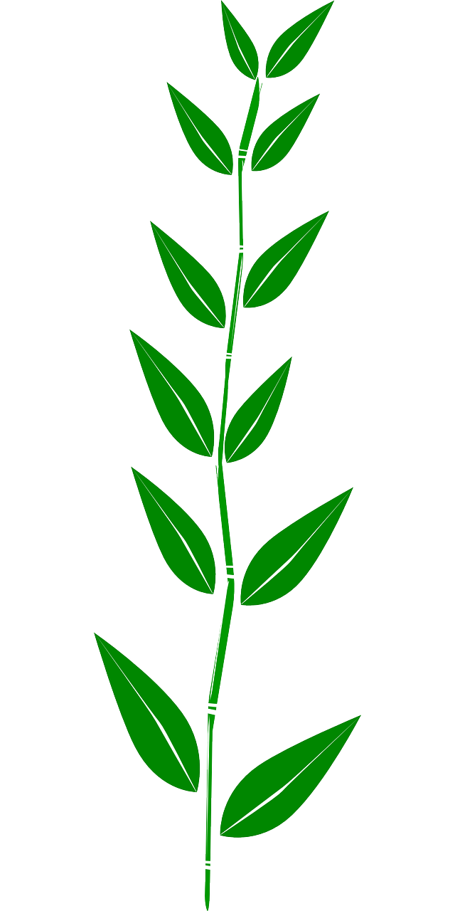 Bambukas, Lapai, Augalas, Piktžolių, Nemokama Vektorinė Grafika, Nemokamos Nuotraukos,  Nemokama Licenzija