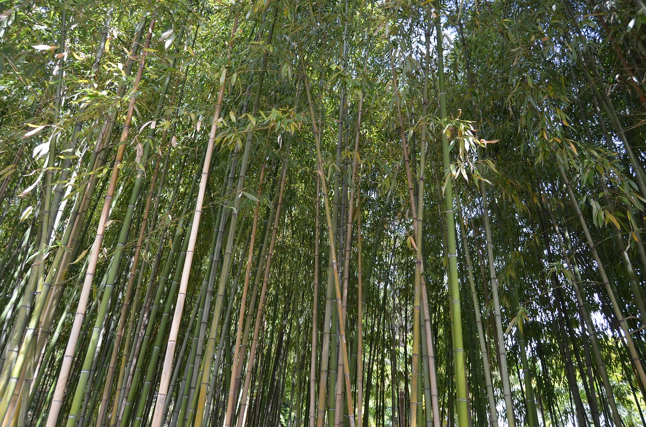 Bambukas, Gamta, Miškas, Nemokamos Nuotraukos,  Nemokama Licenzija