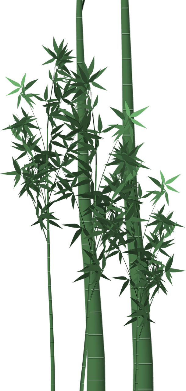 Bambukas, Poaceae, Stiebai, Izoliuotas, Bambusoideae, Bambusezės, Bambusaceae, Gamta, Augalas, Botanikos