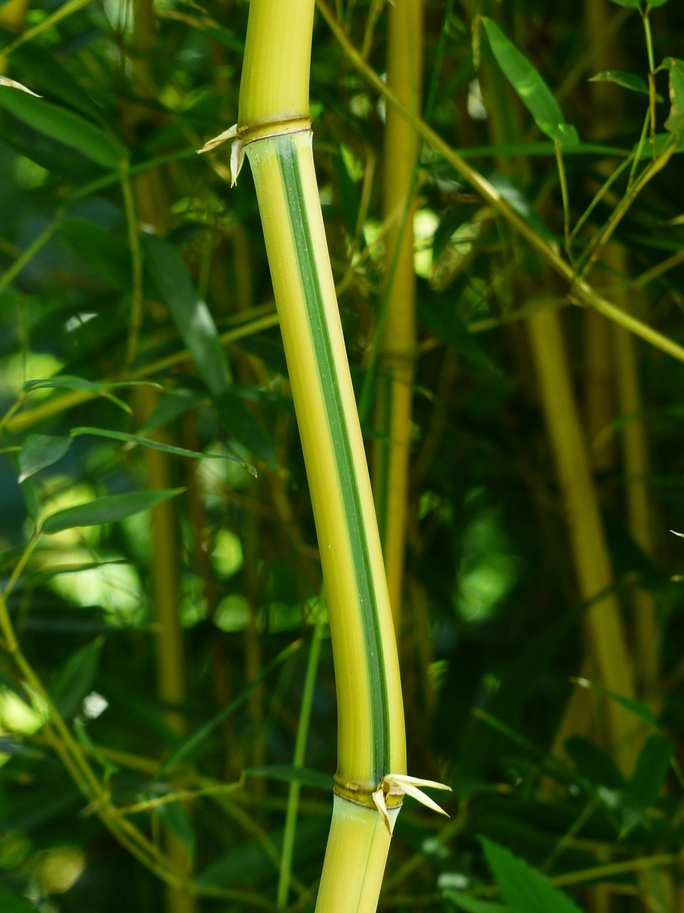 Bambukas, Stiebas, Žalias, Geltona, Saldymedis, Poaceae, P, Aureosulcata Spectabilis, Phyllostachys Aureosulcata, Bambuko Stiebeliai