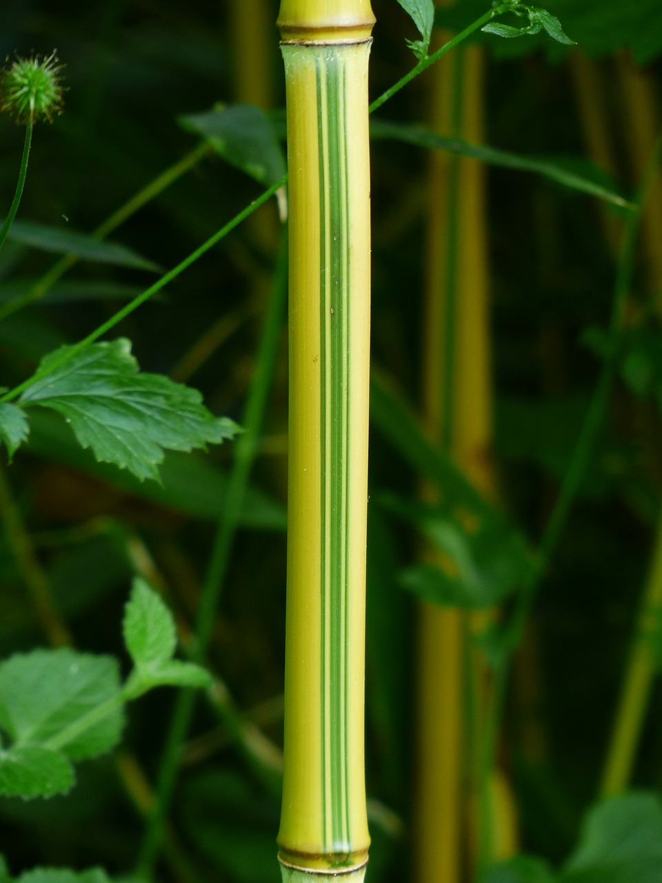 Bambukas, Stiebas, Žalias, Geltona, Saldymedis, Poaceae, Phyllostachys, P, Aureosulcata Spectabilis, Phyllostachys Aureosulcata