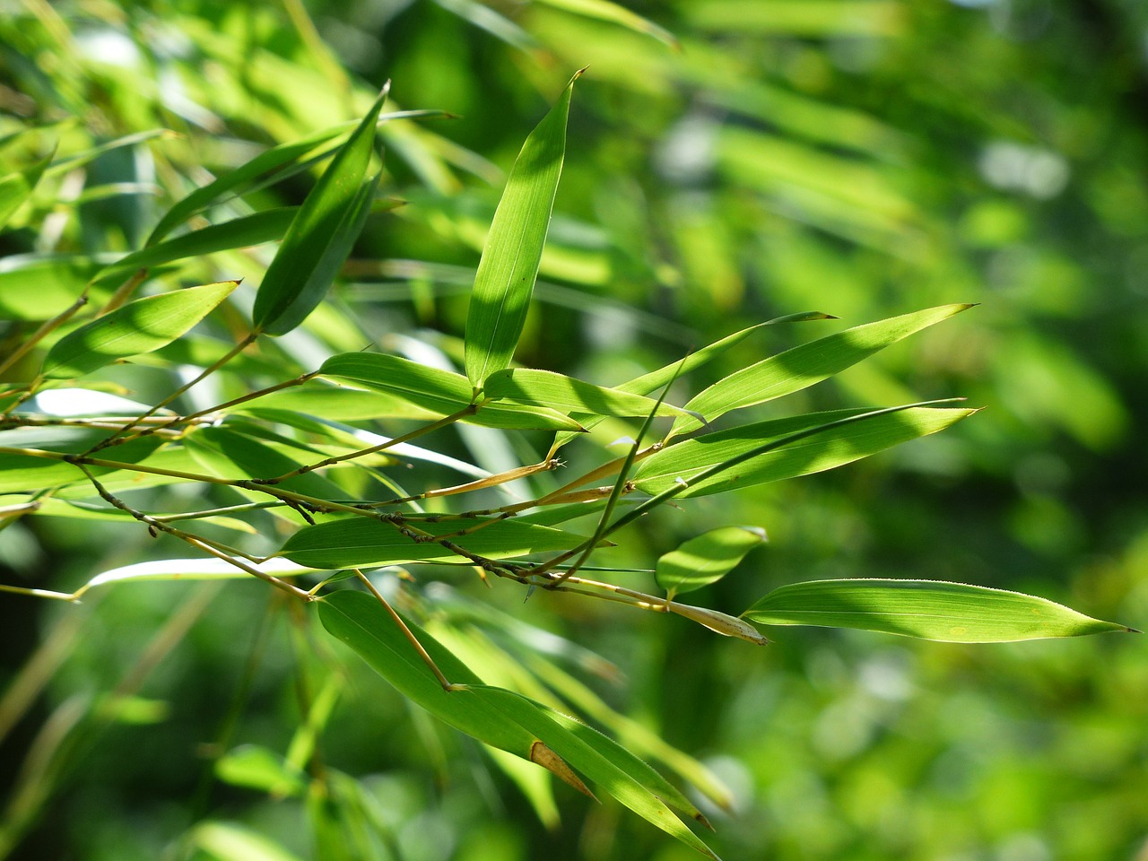 Bambukas, Bambuko Lapai, Lapai, Žalias, Saldymedis, Poaceae, Phyllostachys, P, Aureosulcata Spectabilis, Phyllostachys Aureosulcata