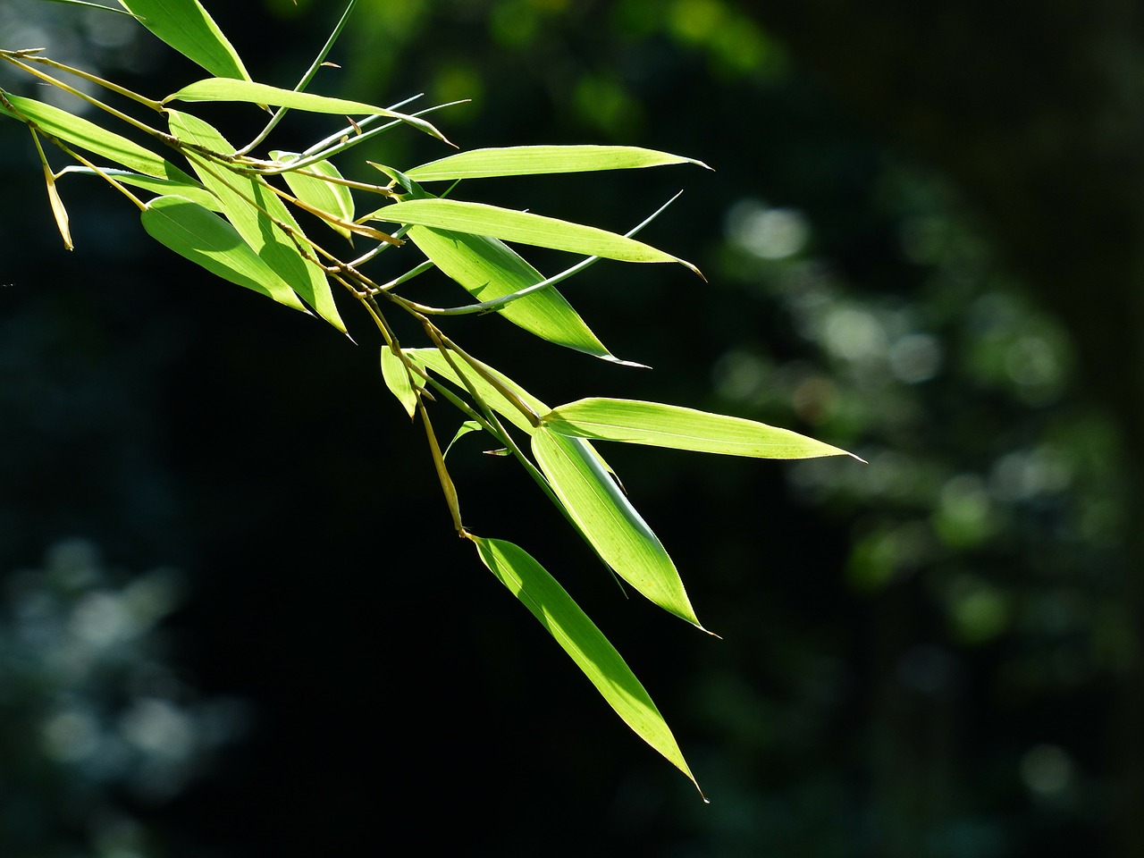 Bambukas, Bambuko Lapai, Lapai, Žalias, Saldymedis, Poaceae, Phyllostachys, P, Aureosulcata Spectabilis, Phyllostachys Aureosulcata