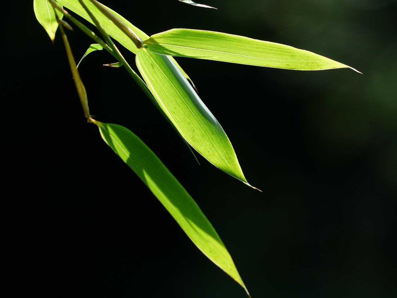 Bambukas, Bambuko Lapai, Lapai, Žalias, Saldymedis, Poaceae, Phyllostachys, P, Aureosulcata Spectabilis, Phyllostachys Aureosulcata