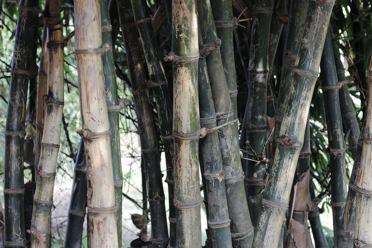 Bambukas, Žalias, Gamta, Natūralus, Miškas, Apdaila, Sodas, Medis, Filialas, Nemokamos Nuotraukos