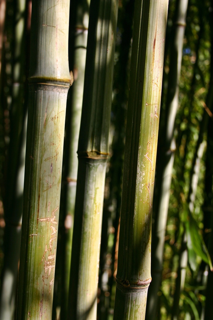 Bambukas, Bambukai, Augalas, Gamta, Parkas, Struktūra, Bambuko Strypai, Strypai, Uždaryti, Nendrė
