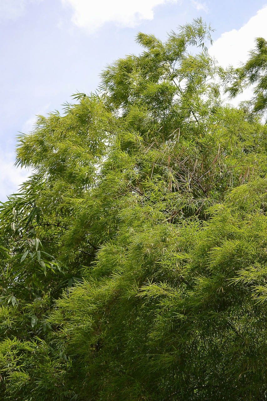 Bambukas, Bambuko Lapai, Lapai, Bambuko Augalai, Augalai, Gamta, Laukiniai, Šri Lanka, Ceilonas, Peradeniya