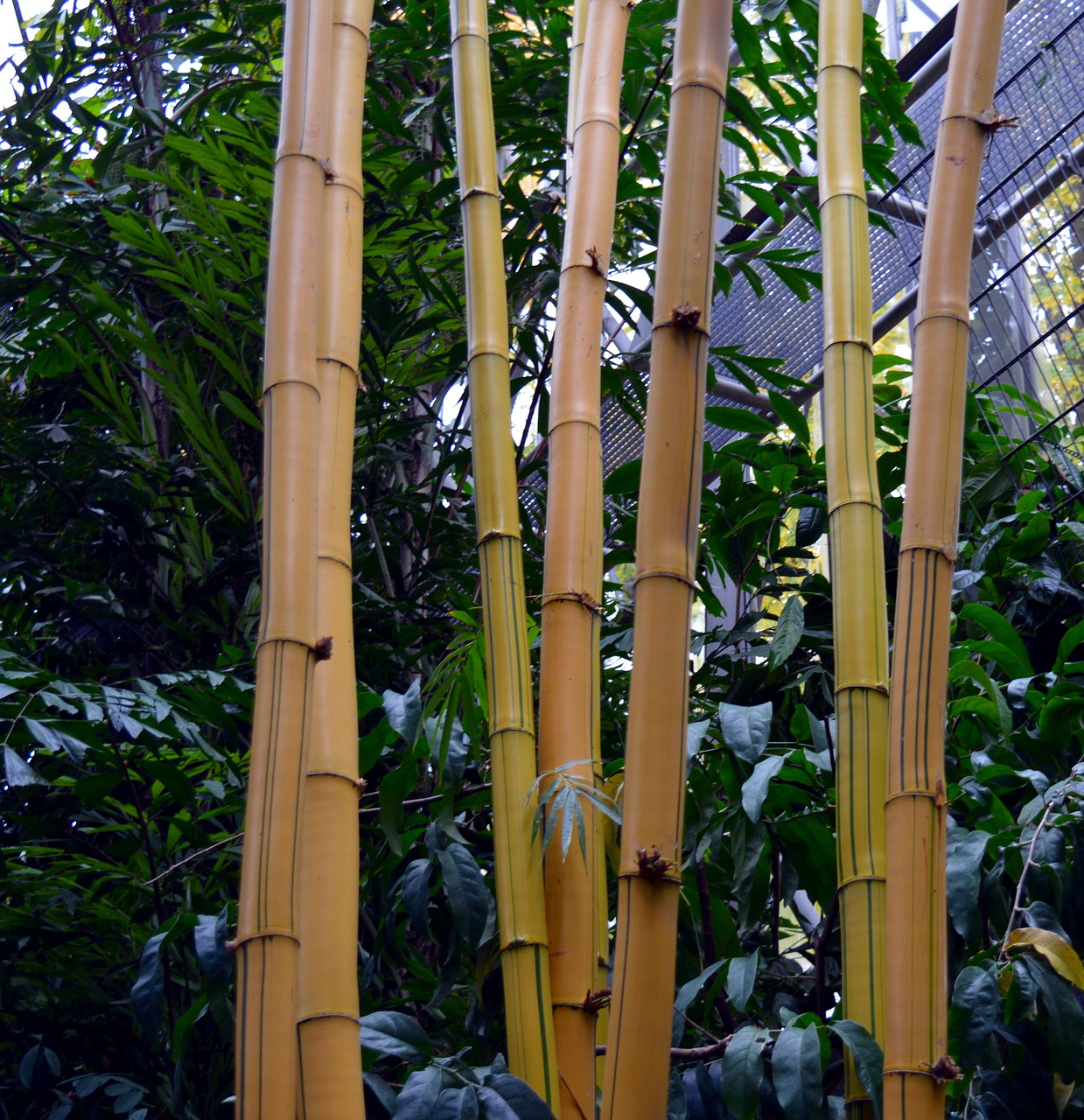 Bambukas, Atogrąžų, Bambuko Augalai, Milžinas Bambukas, Asija, Egzotiškas, Medis, Gamta, Amatų, Žurnalas