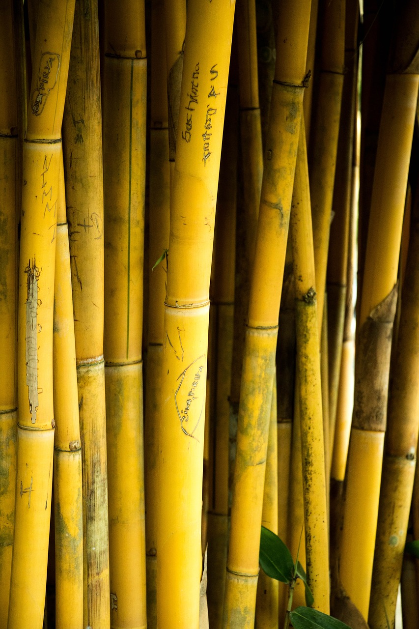 Bambukas, Šri Lanka, Gamta, Nemokamos Nuotraukos,  Nemokama Licenzija