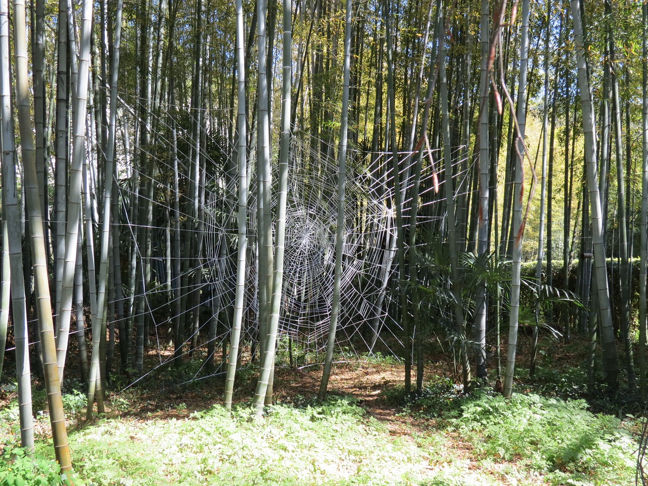 Bambukas, Anduze, Cévennes, Redwoods, Milžinai, Laosiečių Kaimas, Nemokamos Nuotraukos,  Nemokama Licenzija