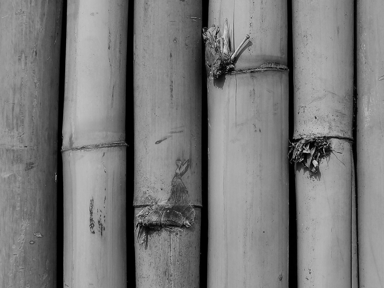 Bambukas, Bambuko Miškas, Lapai, Bambuko Ūgliai, Filialas, Nemokamos Nuotraukos,  Nemokama Licenzija