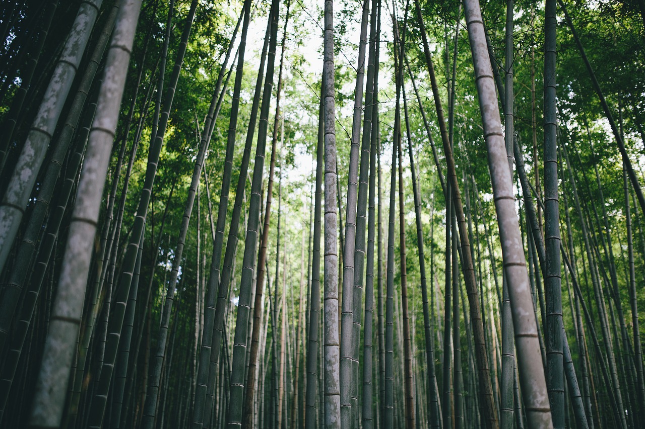 Bambukas, Filialas, Dienos Šviesa, Aplinka, Miškas, Augimas, Šviesa, Mažas Kampas, Gamta, Lauke