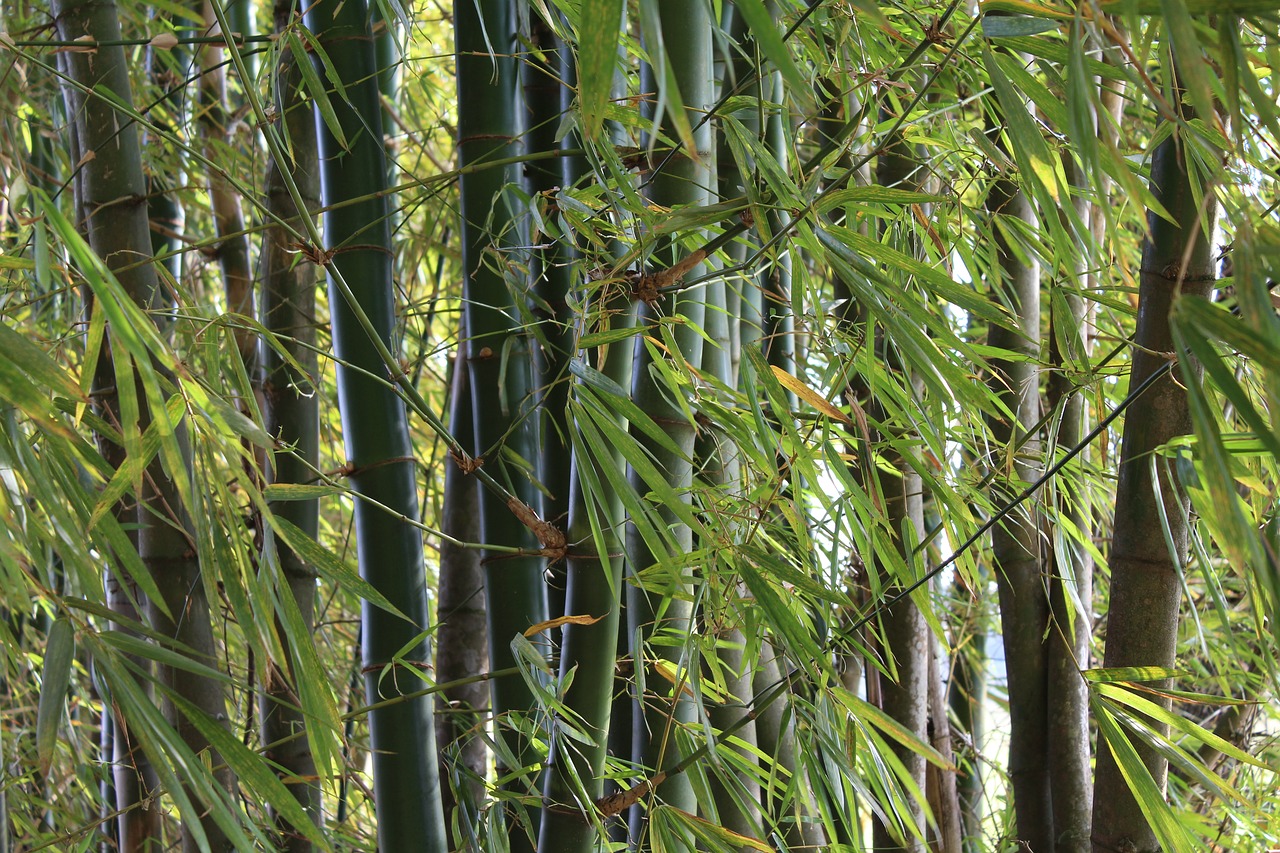 Bambukas, Gamta, Itapetininga, Egzotinis Augalas, Nemokamos Nuotraukos,  Nemokama Licenzija