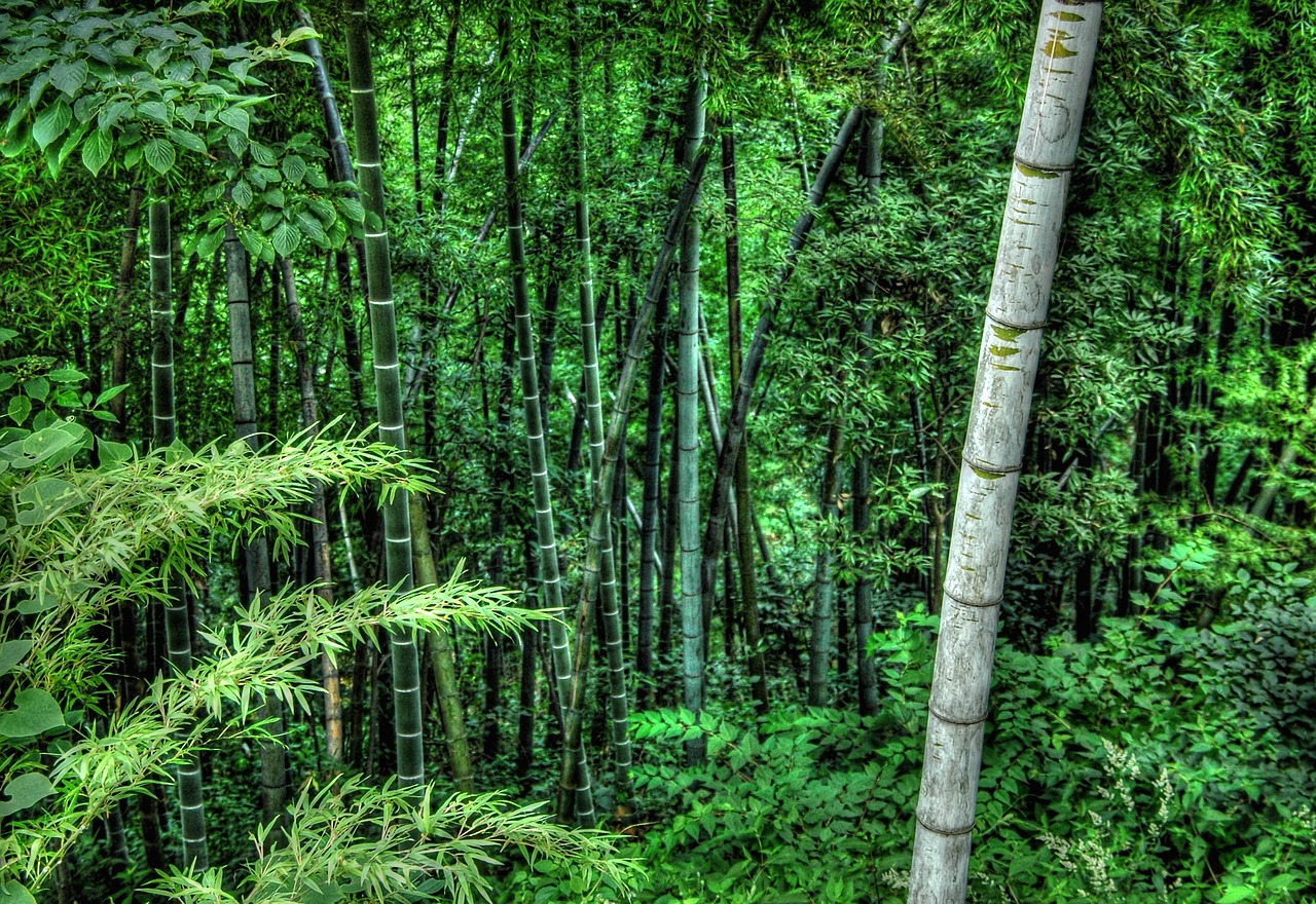 Bambukas, Augmenija, Žalias, Nemokamos Nuotraukos,  Nemokama Licenzija