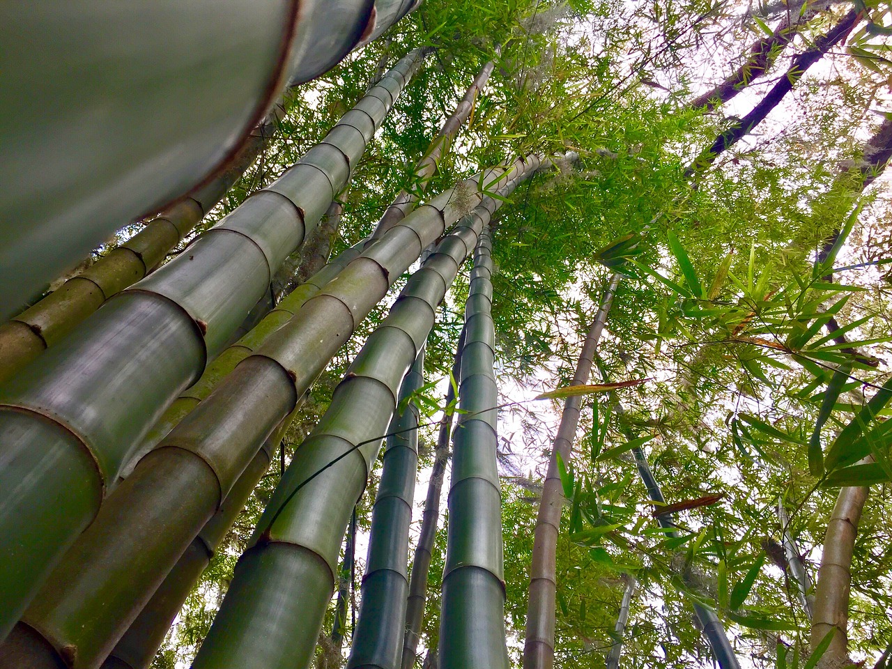 Bambukas, Stiebai, Žalias, Augalas, Asija, Sodas, Kinija, Zen, Japonija, Gamta