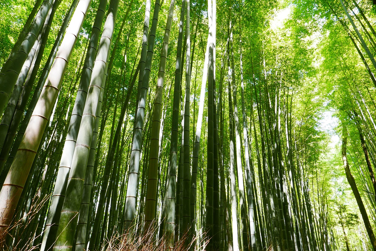 Bambukas, Japonija, Kyoto, Žalias, Nemokamos Nuotraukos,  Nemokama Licenzija