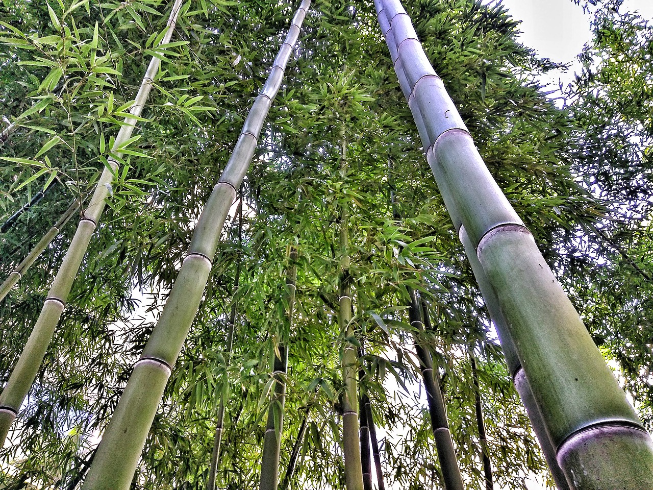 Bambukas, Gamta, Medis, Pavasaris, Žalias, Lauke, Miškas, Gyvenimas, Natūraliai, Stiprus