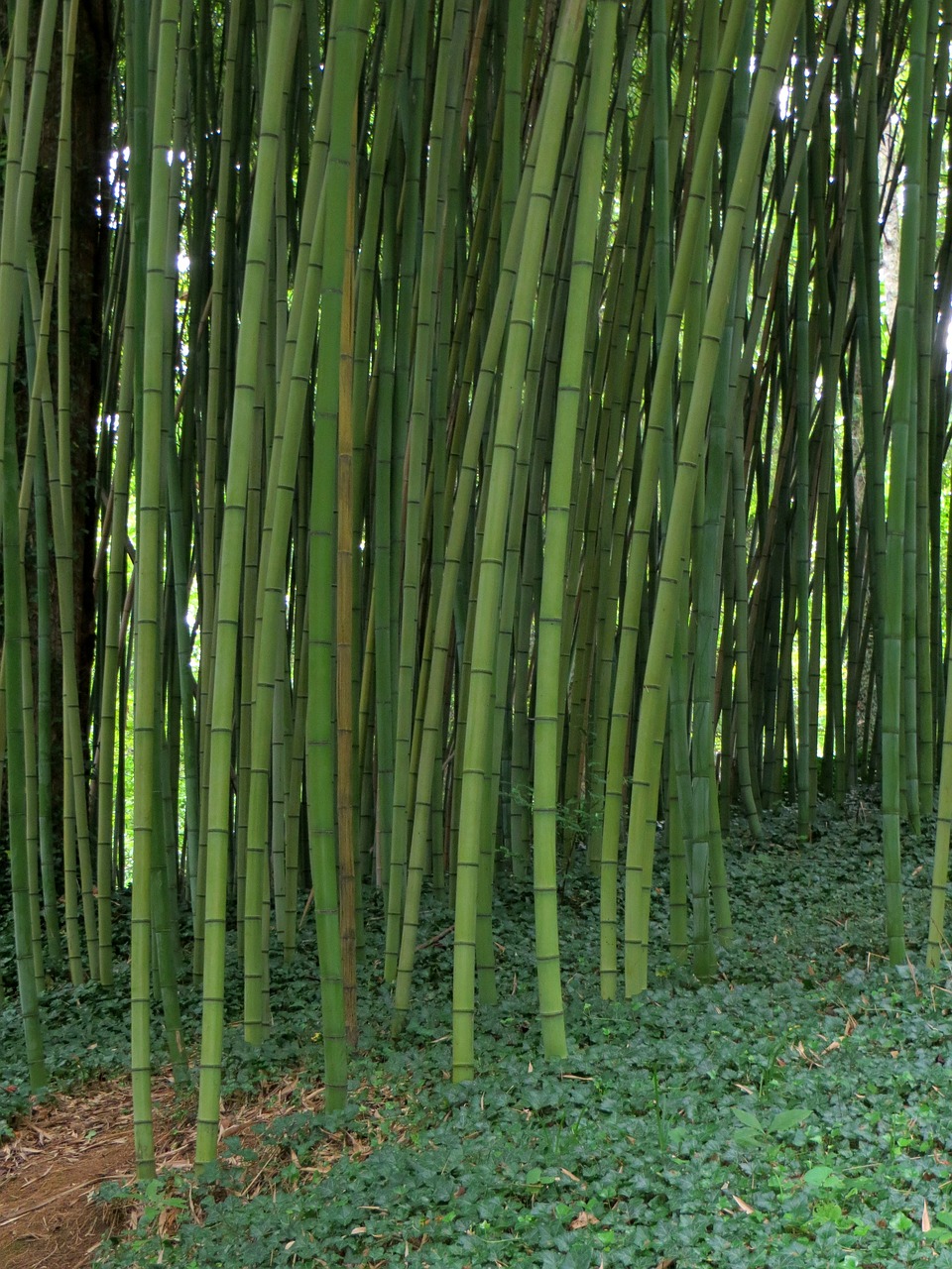 Bambukas, Sodas, Augalas, Natūralus, Gamta, Miškas, Nemokamos Nuotraukos,  Nemokama Licenzija