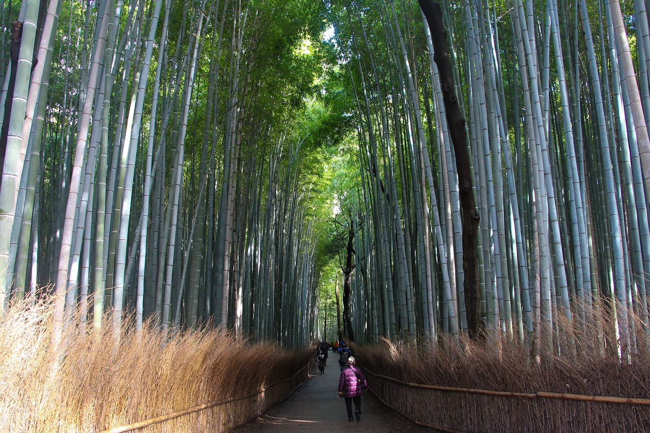 Bambukas, Miškas, Kyoto, Nemokamos Nuotraukos,  Nemokama Licenzija