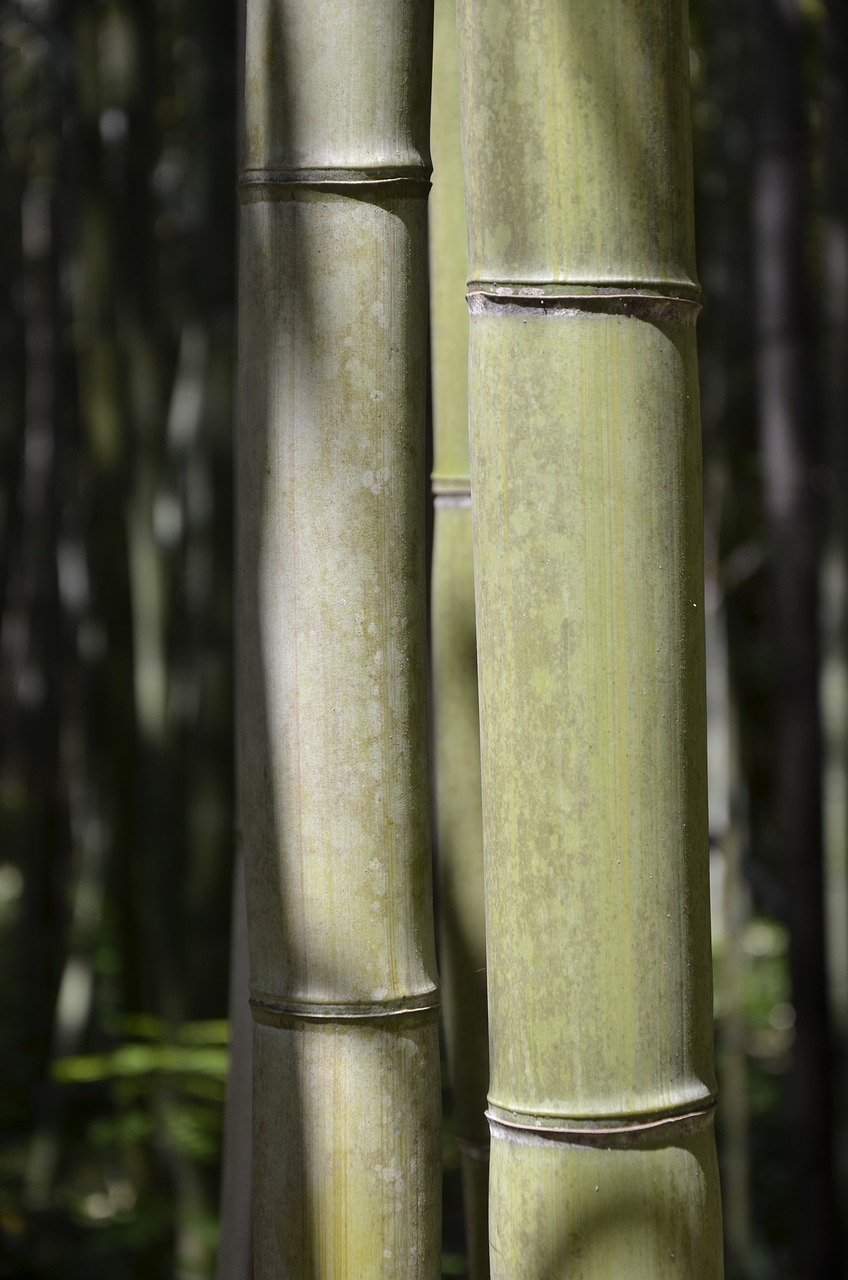 Bambukas, Žalias, Gamta, Augmenija, Augalas, Sodas, Ramybė, Atsipalaidavimas, Bagažinė, Medžiai