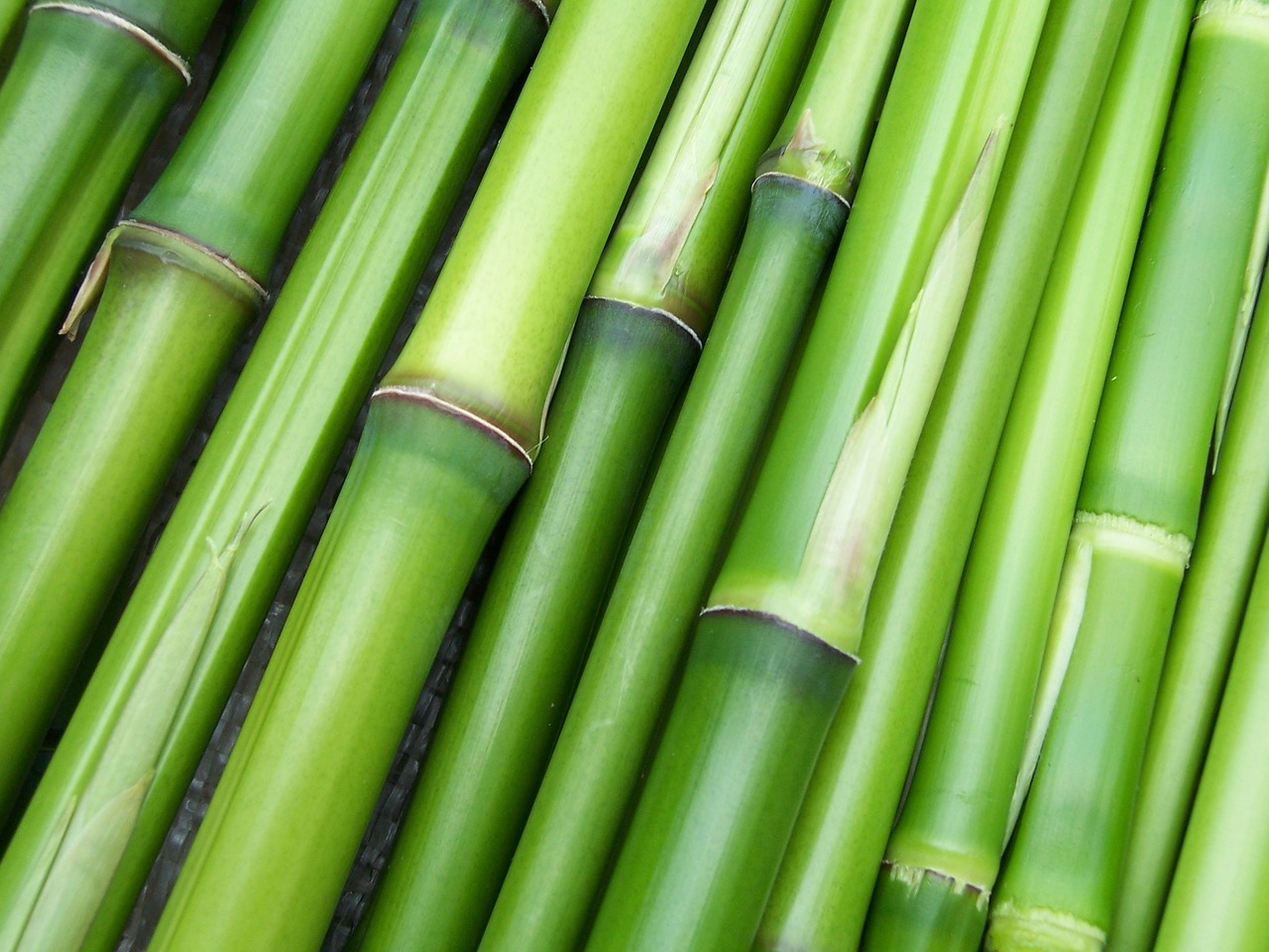 Bambukas, Žalias, Augalas, Nemokamos Nuotraukos,  Nemokama Licenzija