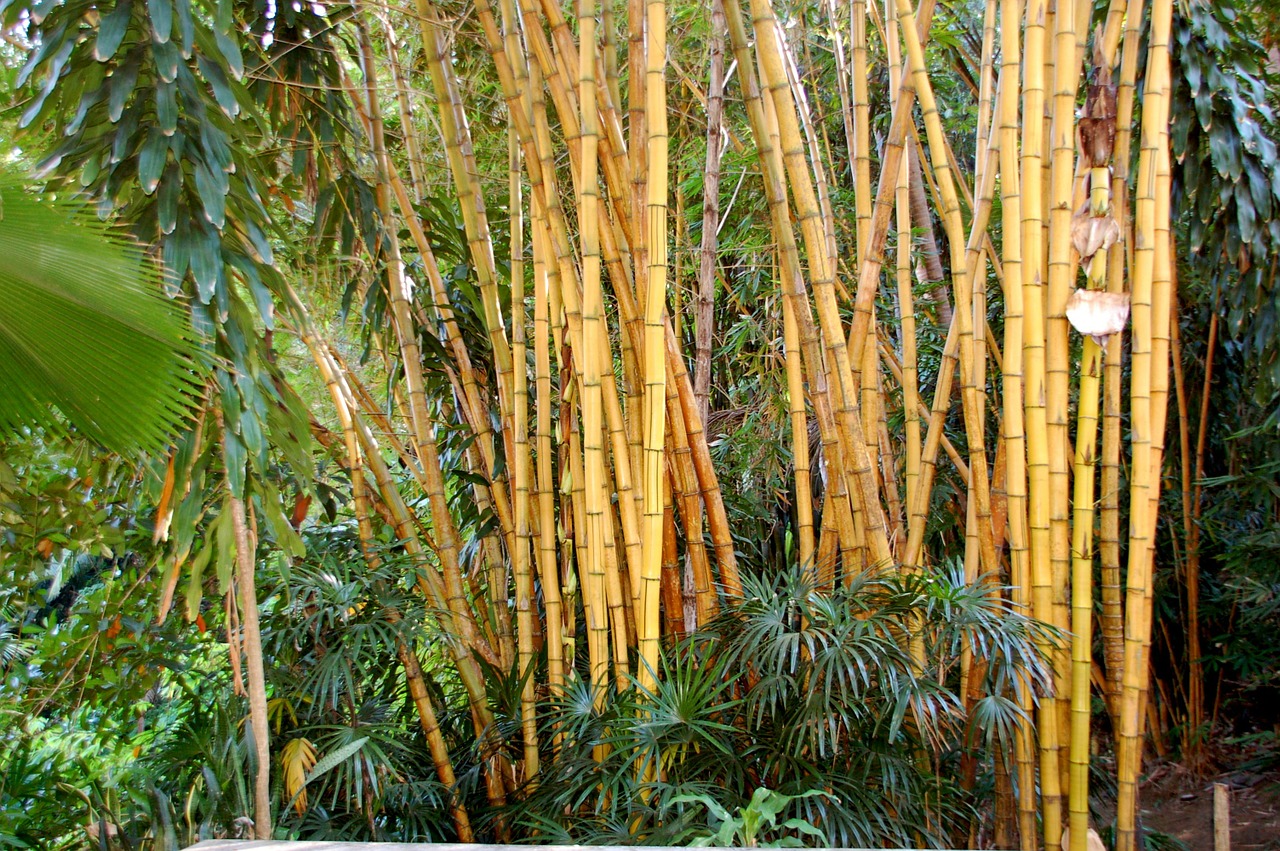 Bambukas, Bali, Gamta, Nemokamos Nuotraukos,  Nemokama Licenzija