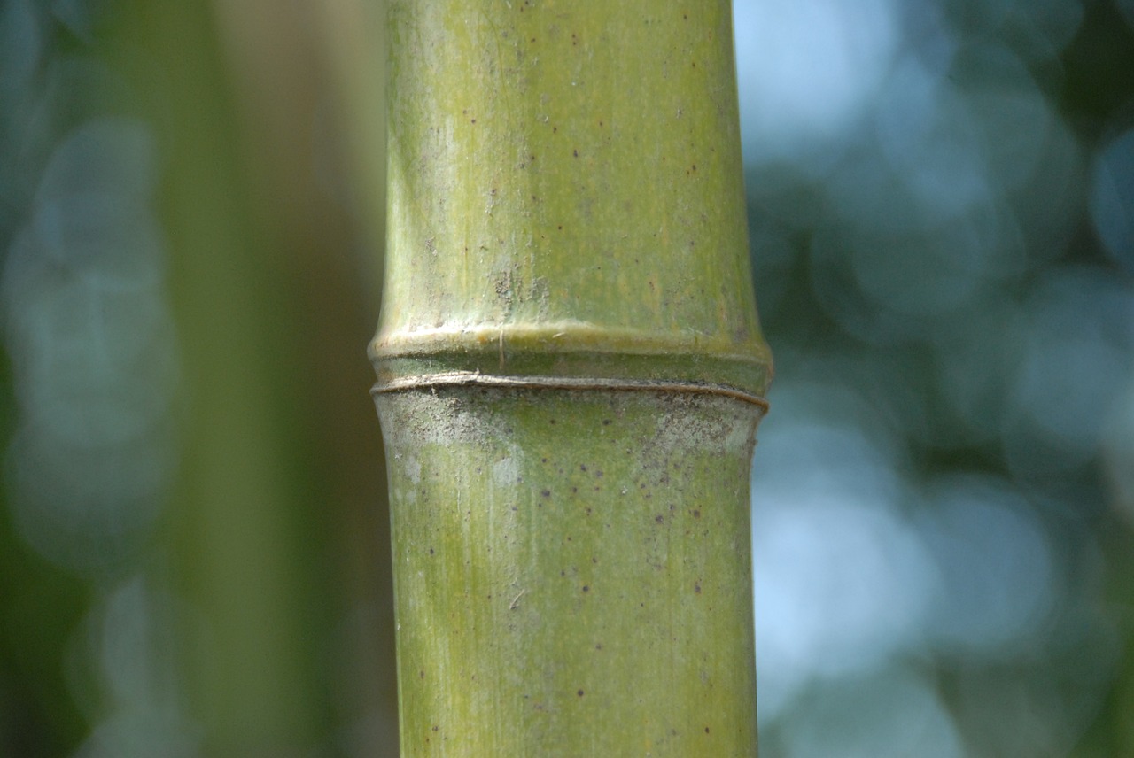 Bambukas, Žolė, Gamta, Nemokamos Nuotraukos,  Nemokama Licenzija