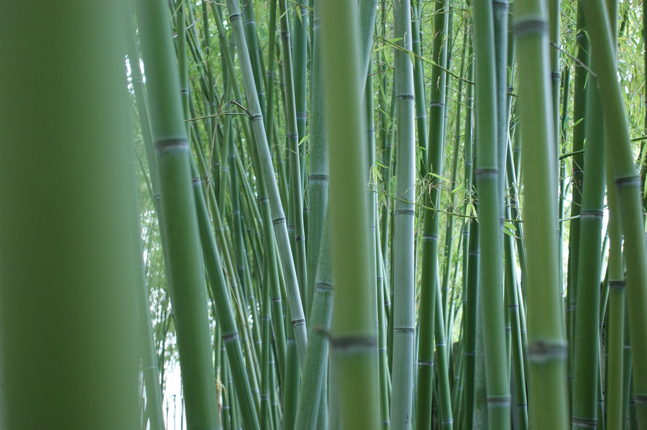 Bambukas, Stiebai, Bambuko Miškas, Bambuko Strypai, Žalias, Lauke, Augalas, Kinai, Nemokamos Nuotraukos,  Nemokama Licenzija