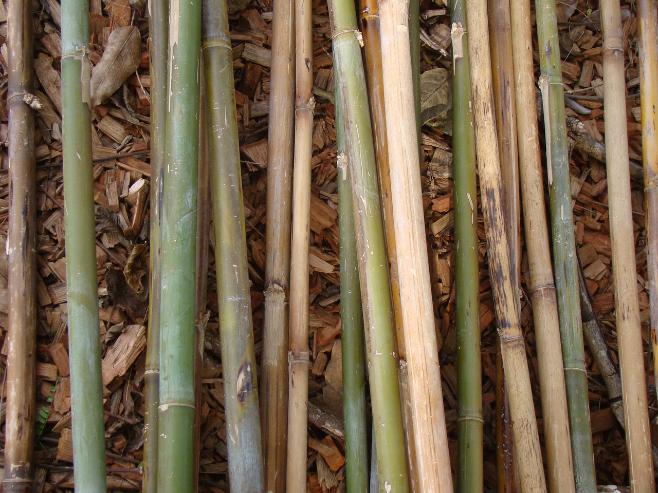 Bambukas, Bambuko Strypai, Augalas, Natūralus, Botanikos, Ekologiškas, Botanika, Žolė, Žemdirbystė, Lauke