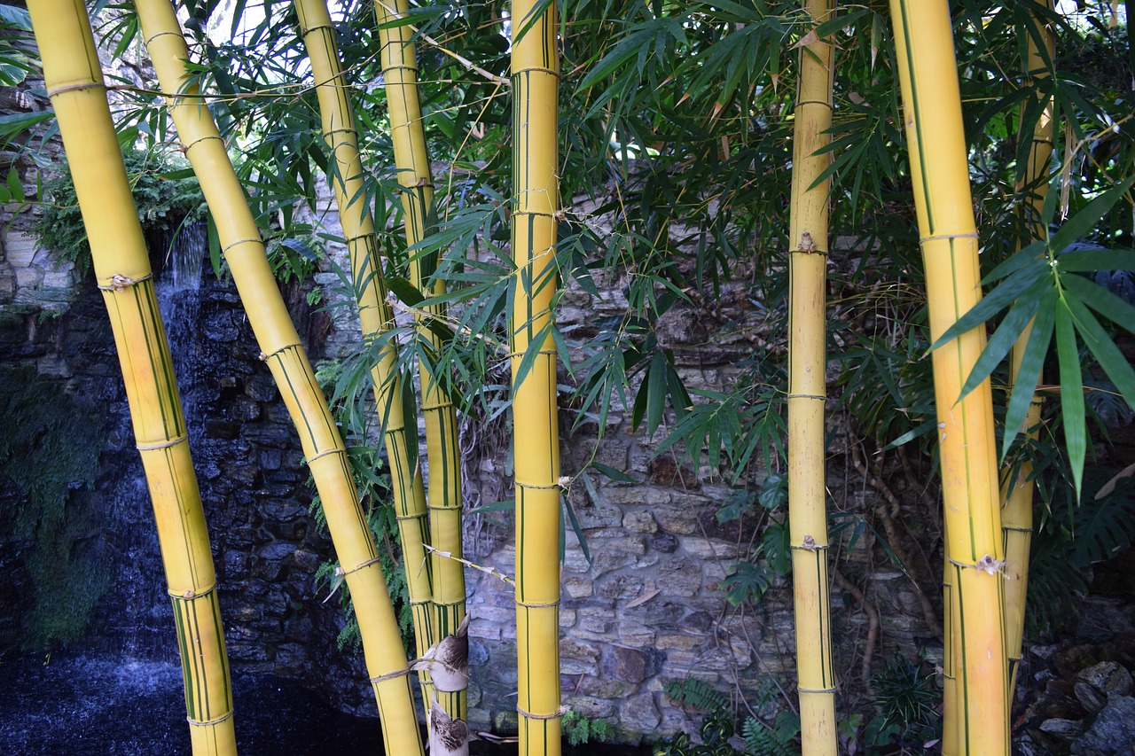 Bambukas, Egzotiškas, Stiprus, Atogrąžų, Asija, Augalas, Botanika, Nendrė, Architektūra, Flora