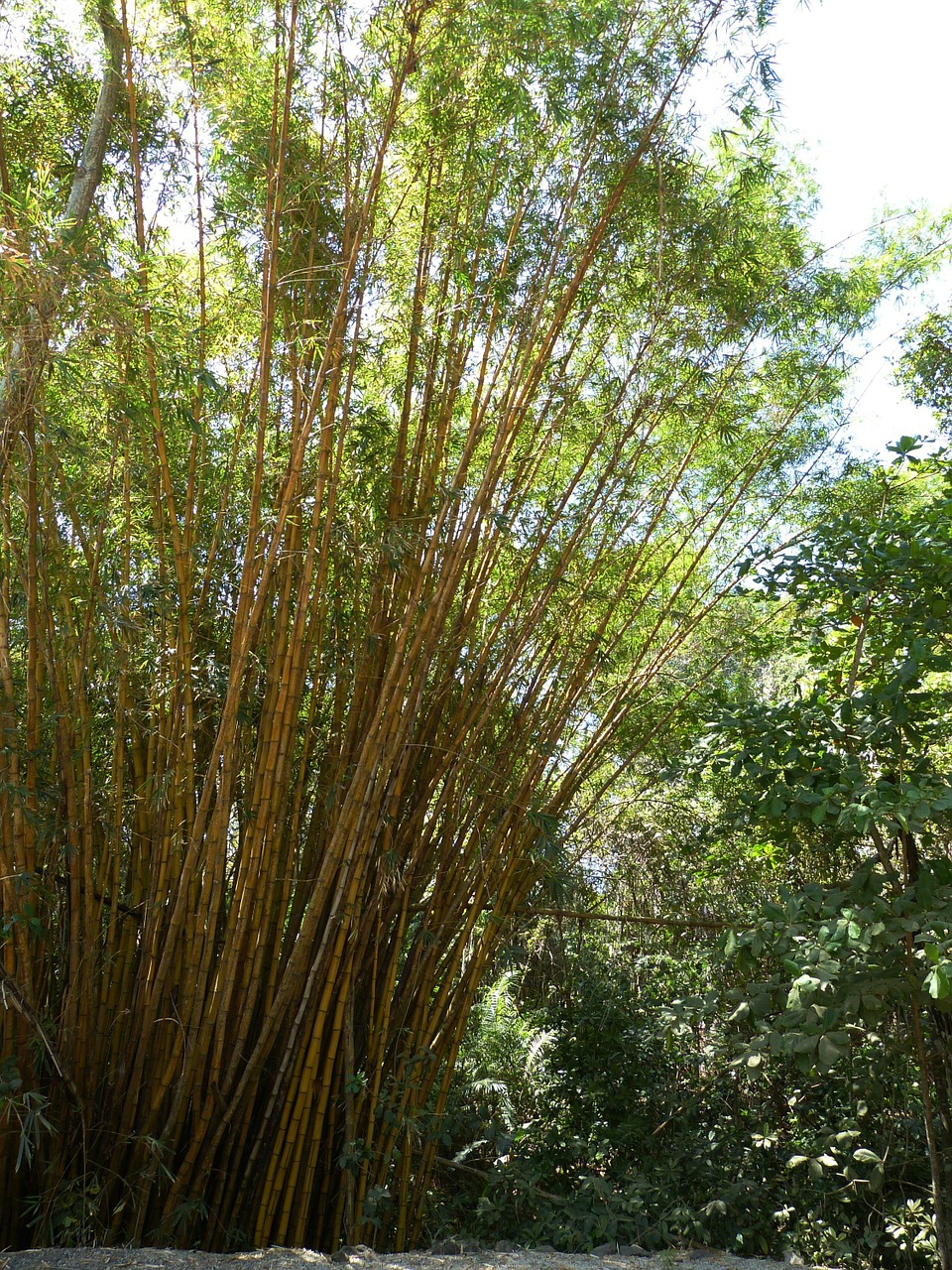 Bambukas, Žolė, Bambuko Augalai, Geltona, Bambuko Miškas, Kosta Rika, Centrinė Amerika, Tropikai, Atogrąžų, Atogrąžų Miškas