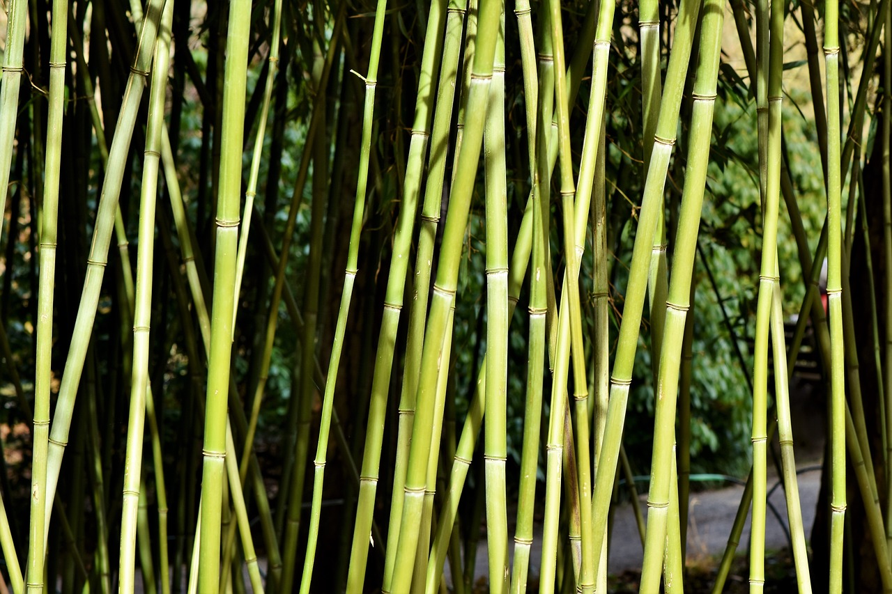 Bambukas,  Bambuko Miškas,  Milžinas Bambukas,  Bambuko Augalai,  Augalas,  Bambuko Lapai,  Fonas,  Tekstūra,  Struktūra,  Be Honoraro Mokesčio