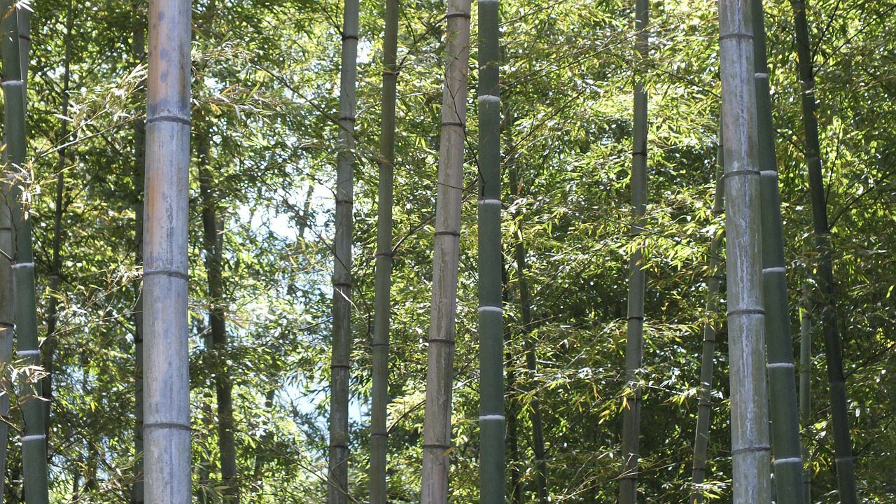 Bambukas, Bambuko Miškas, Žalias, Japonija, Nemokamos Nuotraukos,  Nemokama Licenzija