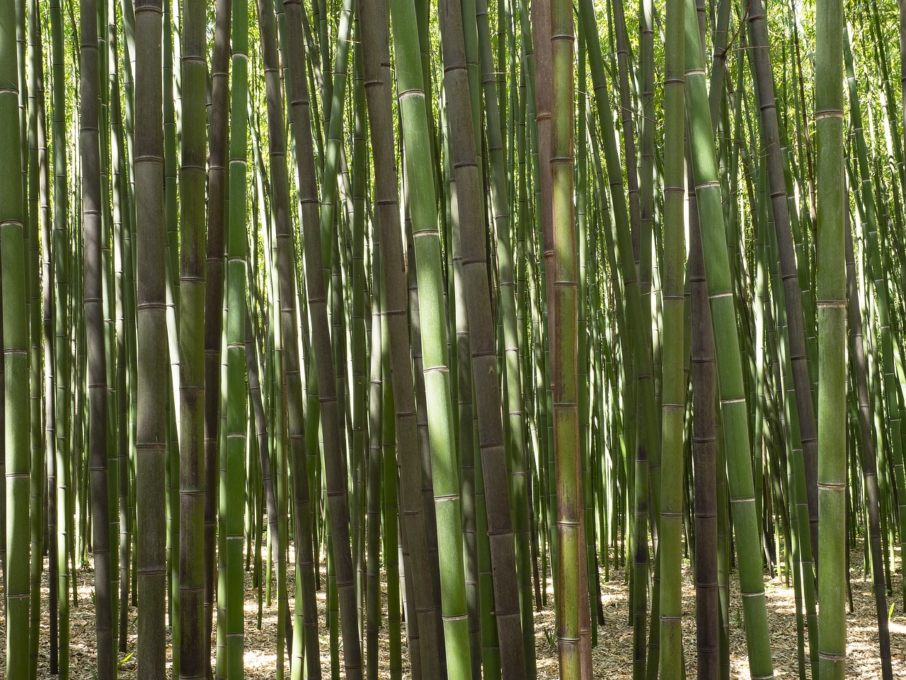 Bambuko,  Miškas,  Augalai,  Medžiai,  Medis,  Pobūdį,  Žalias,  Phyllostachys, Nemokamos Nuotraukos,  Nemokama Licenzija