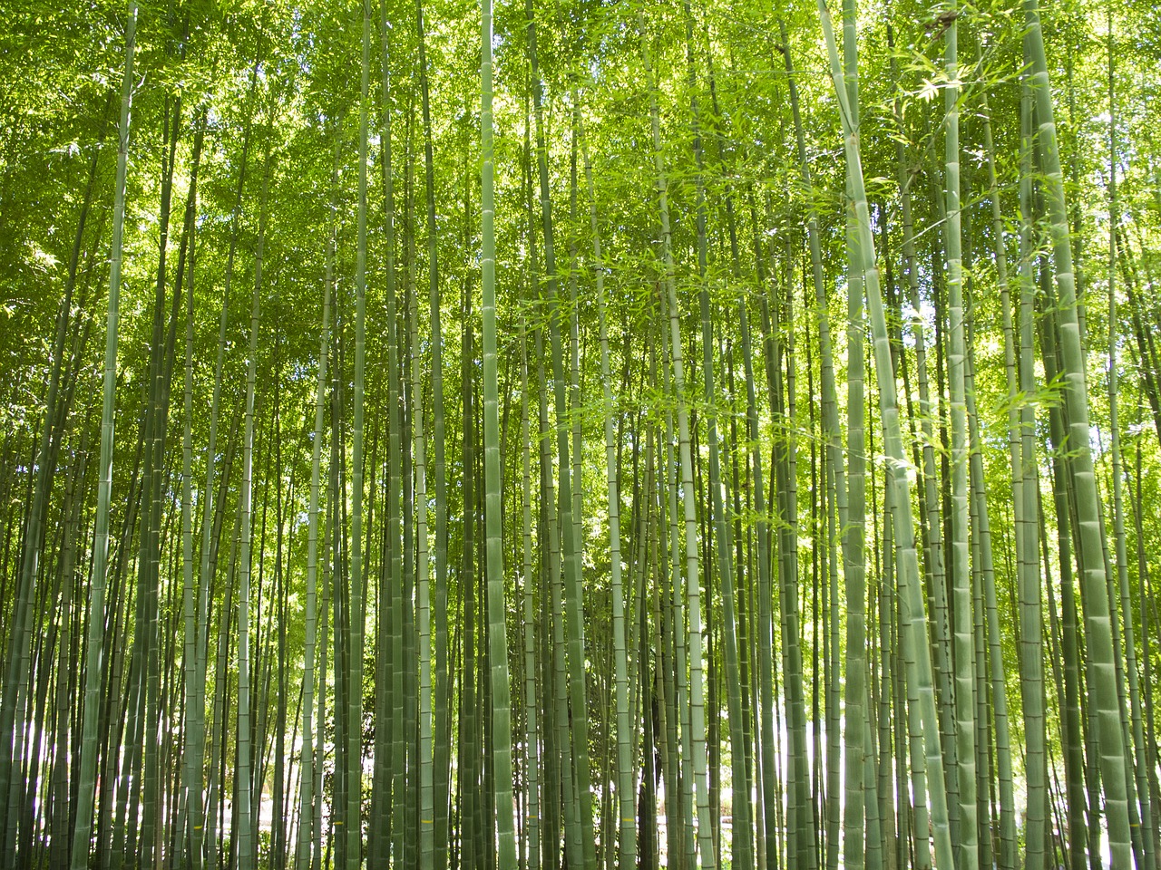 Bambuko,  Miškas,  Žalias,  Natūralus,  Mediena,  Aplinka,  Kraštovaizdis,  Augalų,  Laukinių,  Lauke