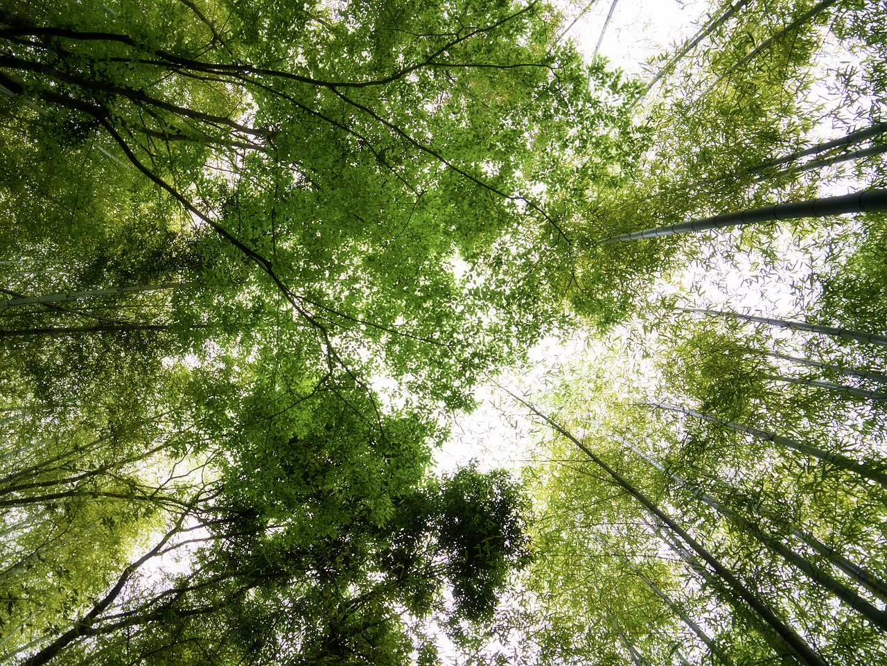 Bambukas, Žalias, Bambuko Miškas, Dangus, Japonija, Kumamoto, Nemokamos Nuotraukos,  Nemokama Licenzija