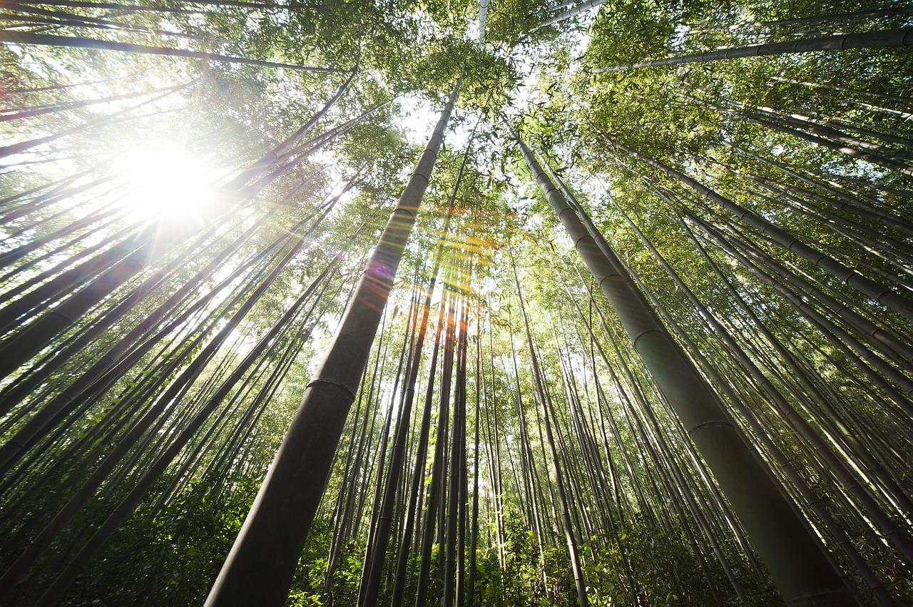 Bambukas, Damyang, Saulės Šviesa, Nemokamos Nuotraukos,  Nemokama Licenzija