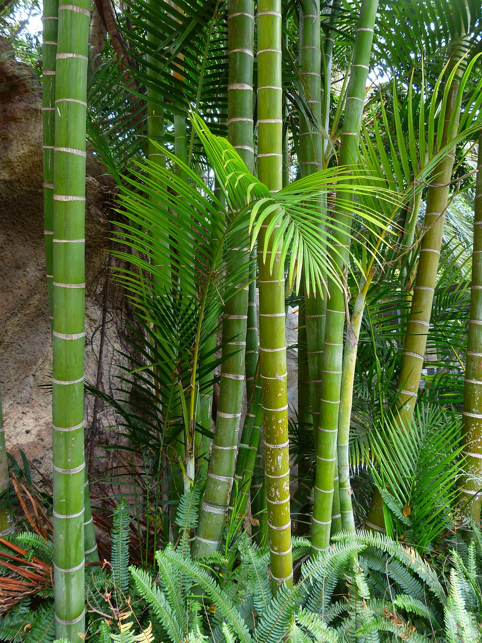 Bambukas, Milžinas Bambukas, Bambuko Medžiai, Medis, Žurnalas, Atogrąžų, Egzotiškas, Žalias, Moso Bambuko, Phyllostachys Edulis