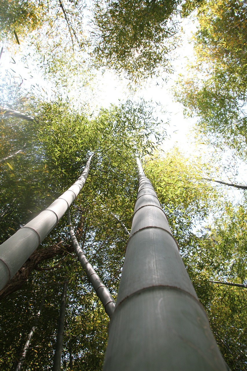 Bambukas, Miškas, Augalai, Bambuko Miškas, Nemokamos Nuotraukos,  Nemokama Licenzija