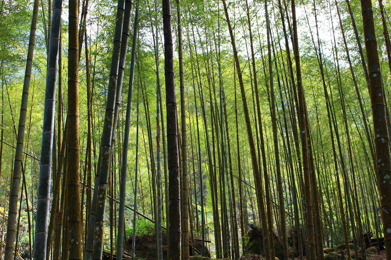Bambukas, Tou, Taivanas, Nemokamos Nuotraukos,  Nemokama Licenzija
