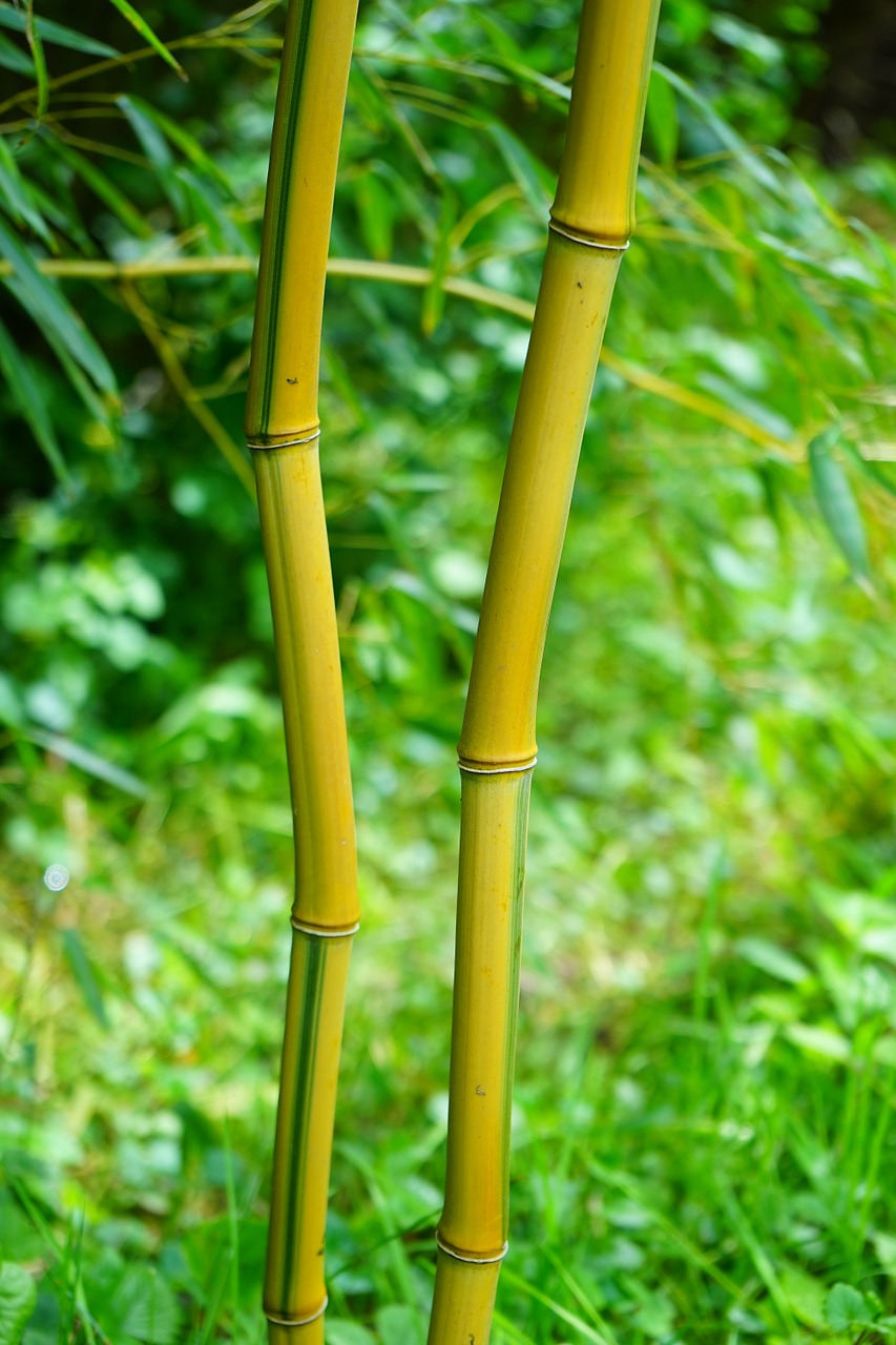 Bambukas, Stiebas, Žalias, Geltona, Medis, Mazgas Bambuko, Aukso Bambuko Vamzdis, Geltonas Bambukas, Bambuko Sodas, Aureocaulis