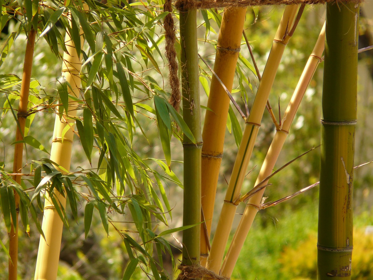Bambukas, Bambuko Sodas, Aureocaulis, Augalas, Mediena, Nemokamos Nuotraukos,  Nemokama Licenzija