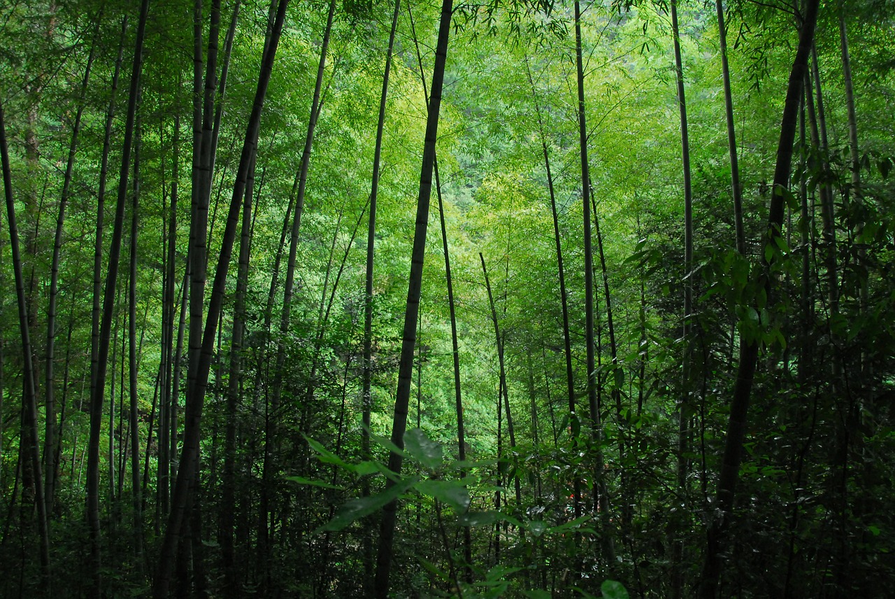 Bambukas, Žalias, Nemokamos Nuotraukos,  Nemokama Licenzija