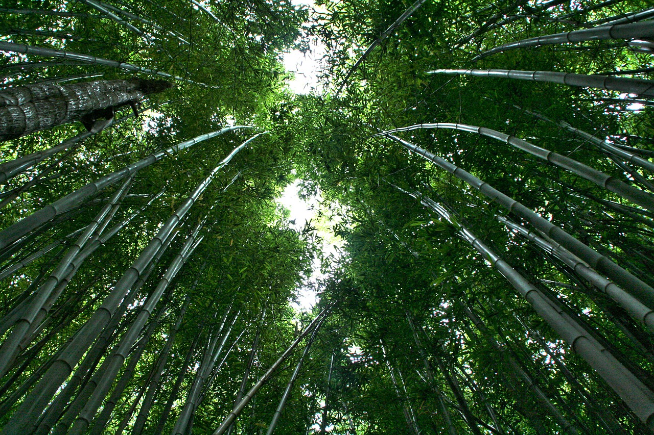 Bambukas, Bambuko Miškas, Bambuko Augalai, Atogrąžų Miškas, Lapai, Miškas, Medžiai, Dangus, Gamta, Žalias